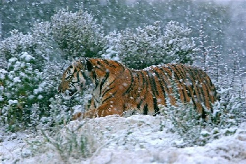 tiger in snowy forest