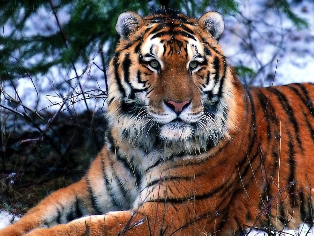 Tiger in snowy forest