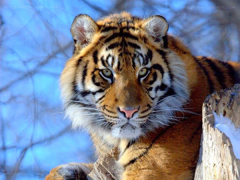 tiger in snowy forest