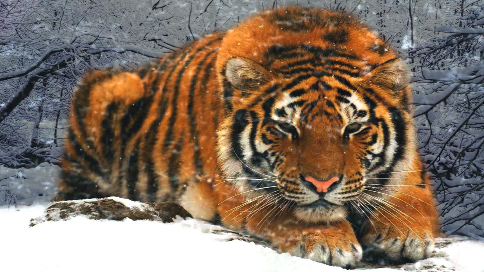 Tiger in snowy forest