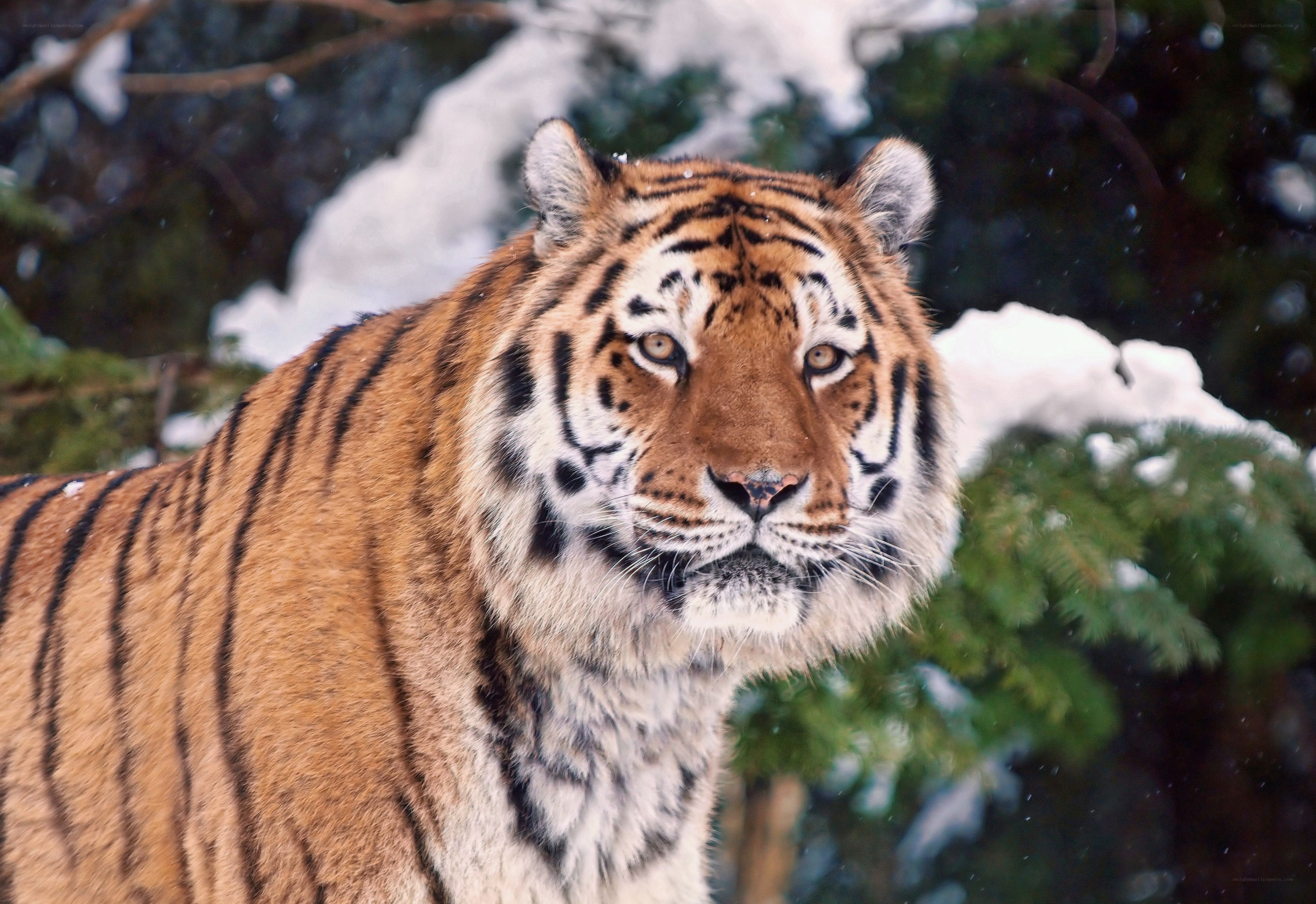 Tiger in snowy forest