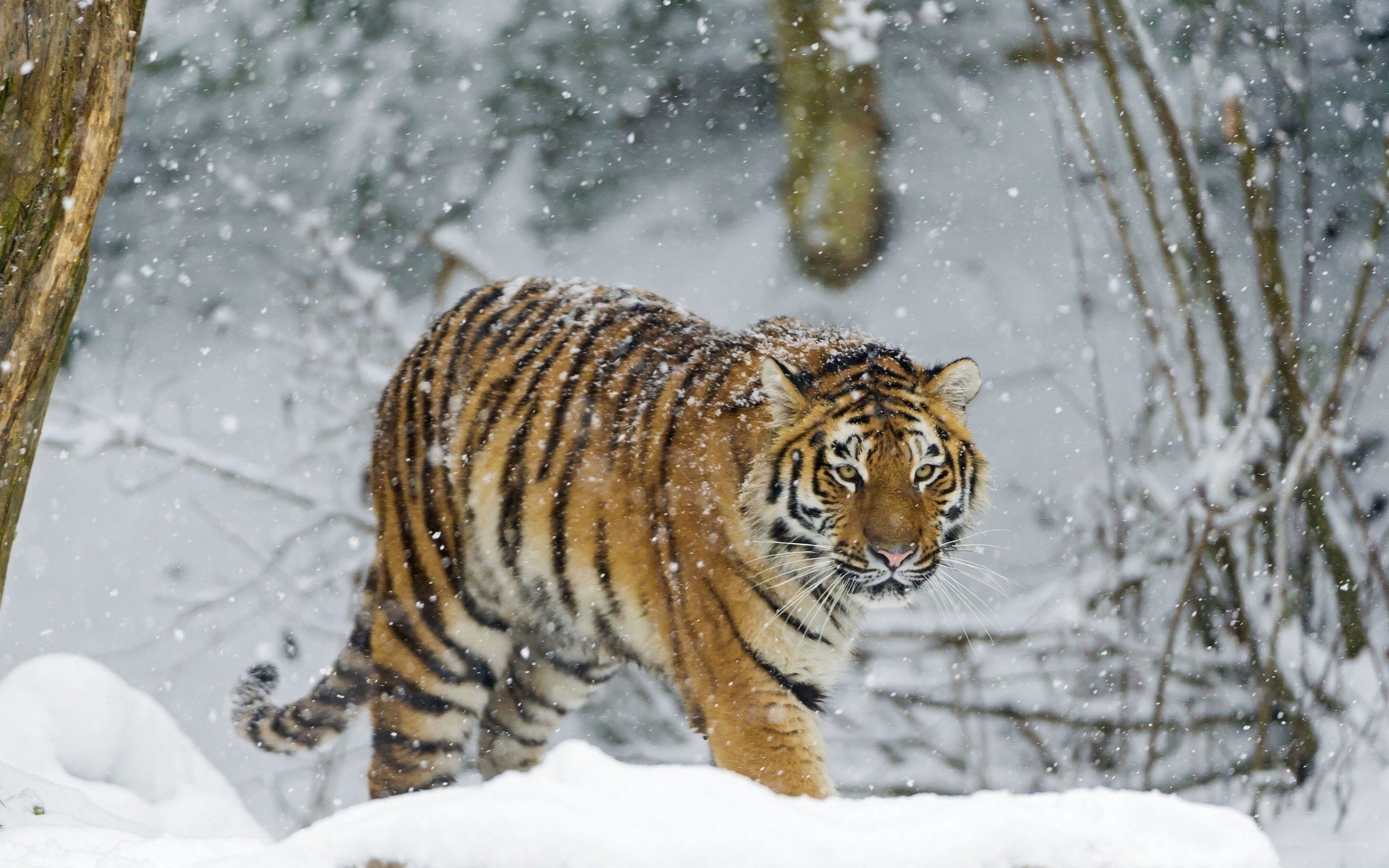 Tiger in snowy forest