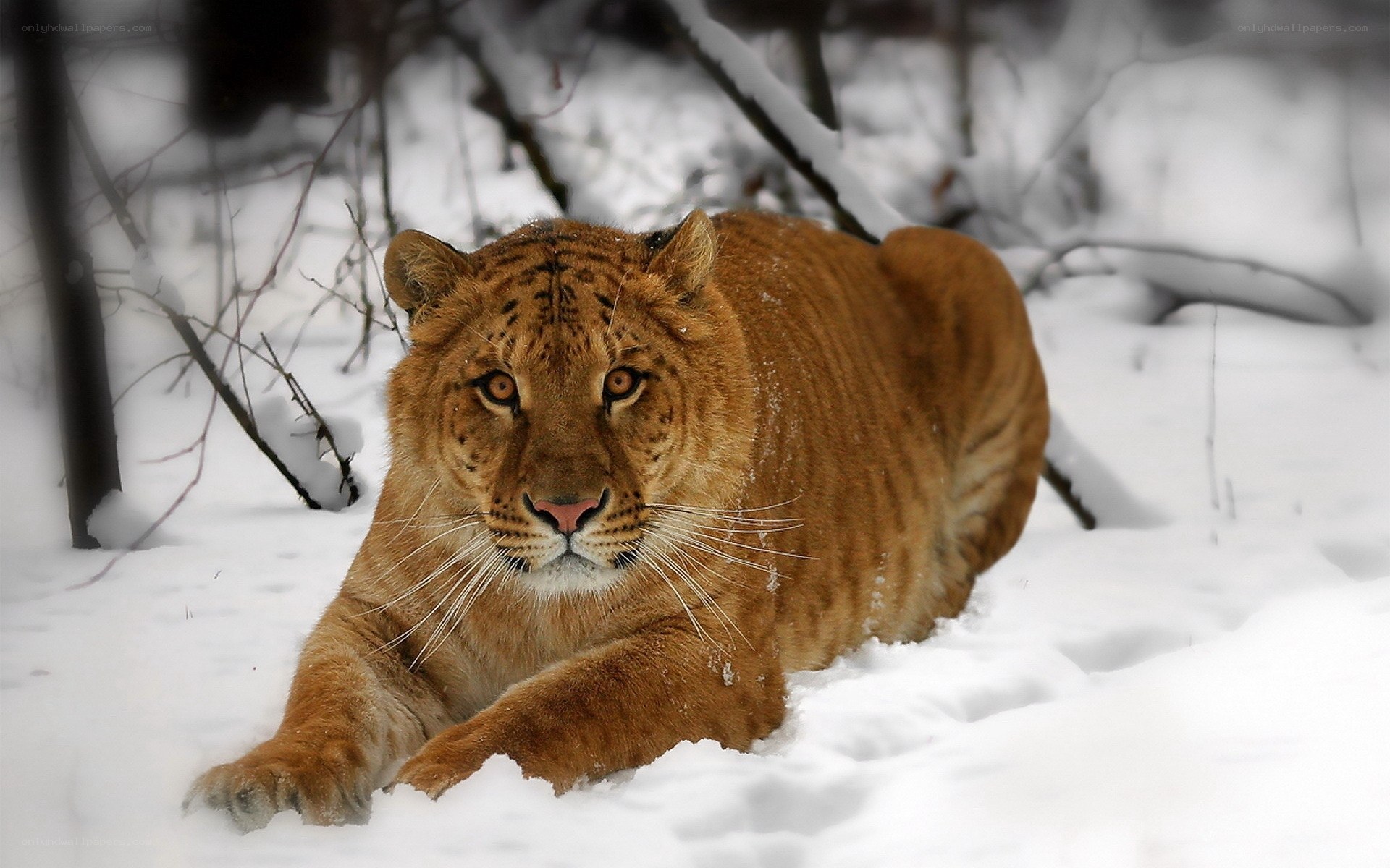 tiger in snowy forest
