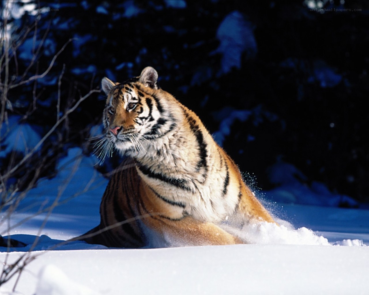 Tiger in snowy forest
