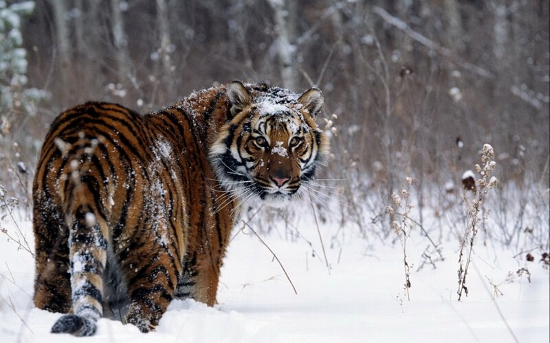 Tiger in Snowy Forest — Orange, Alert