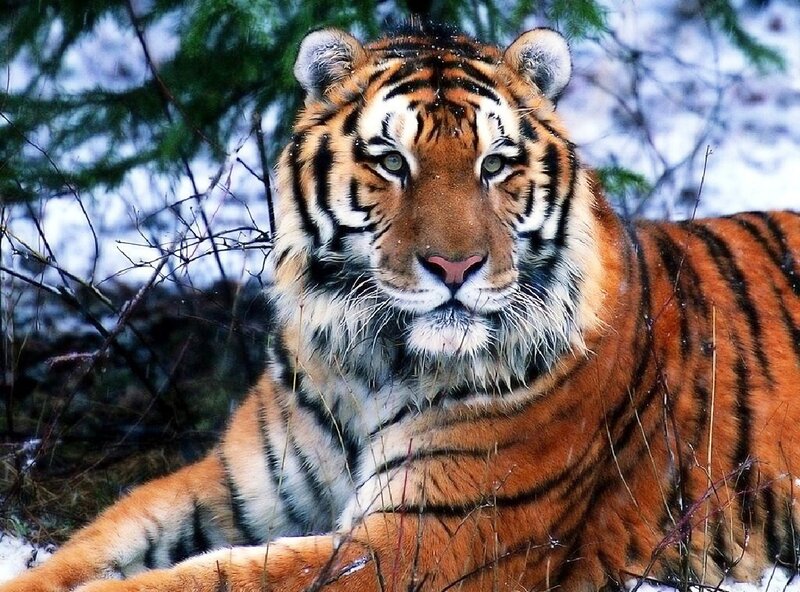Tiger in Snowy Forest — Orange, Alert, Winter
