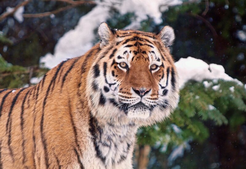 Tiger in Snowy Forest — Orange, Intense