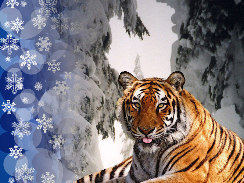 Tiger in Snowy Forest — Orange