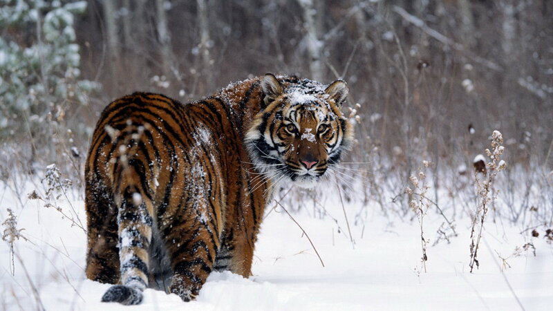 Tiger in Snowy Forest — White, Cold