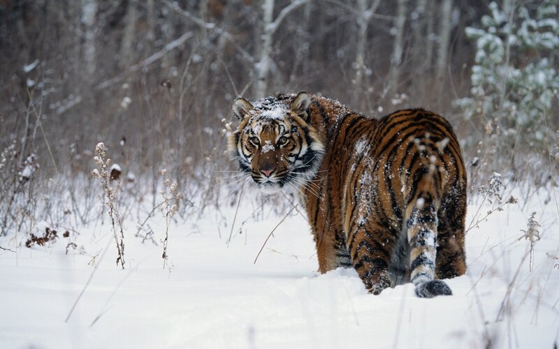 Tiger in Snowy Forest — White, Cold, Winter
