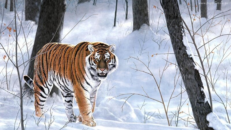 Tiger in Snowy Forest — White, Dramatic