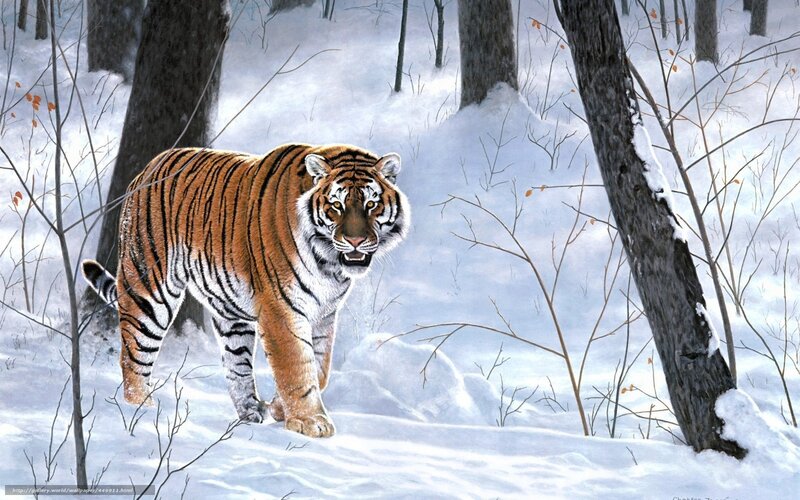 Tiger in Snowy Forest — White, Dramatic, Winter