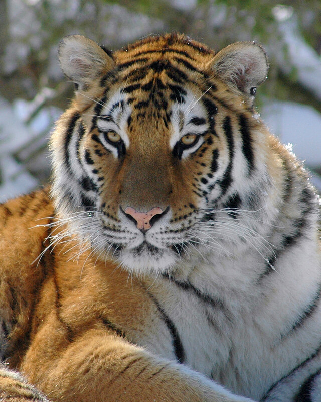 tiger in snowy landscape