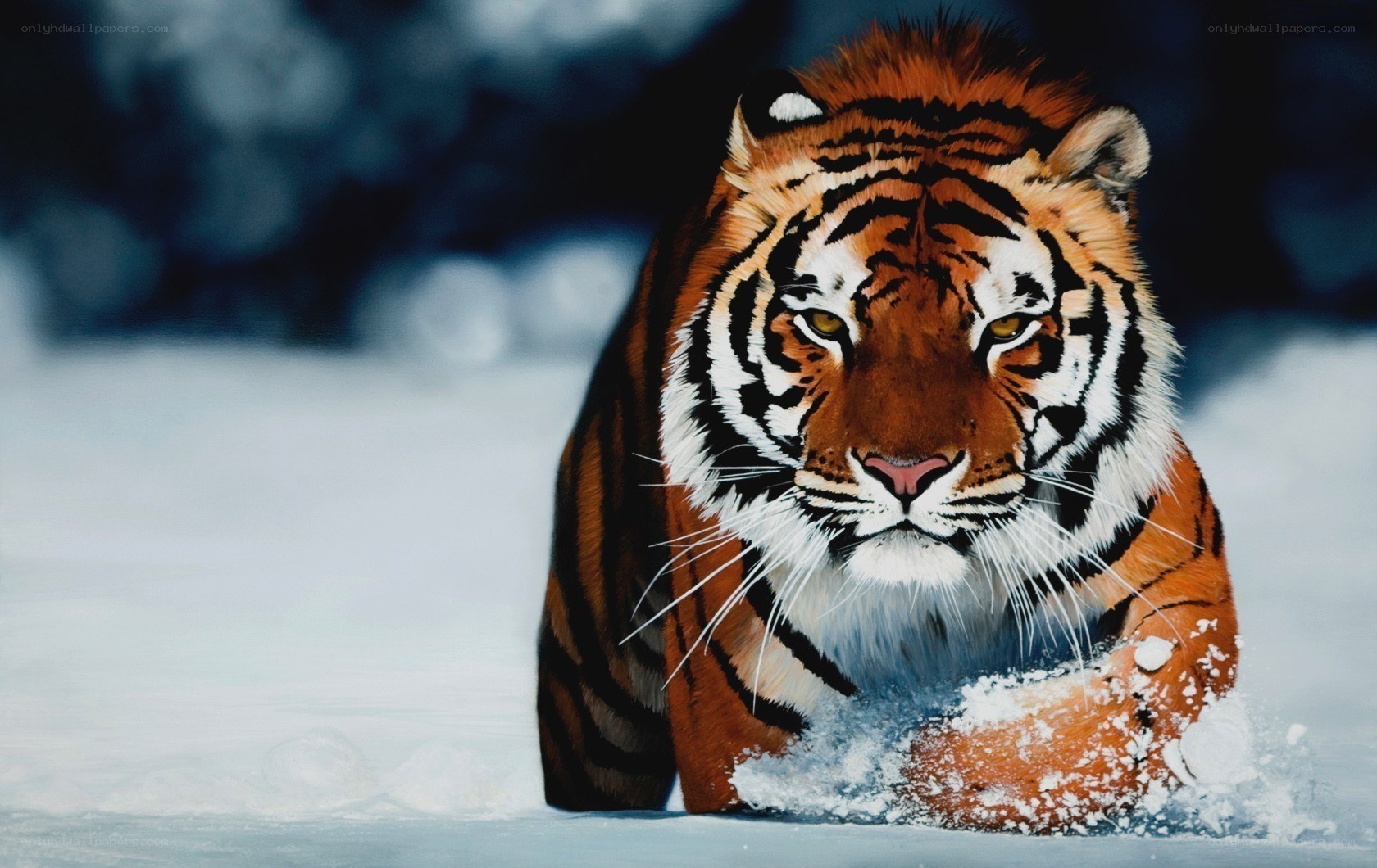 tiger in snowy landscape