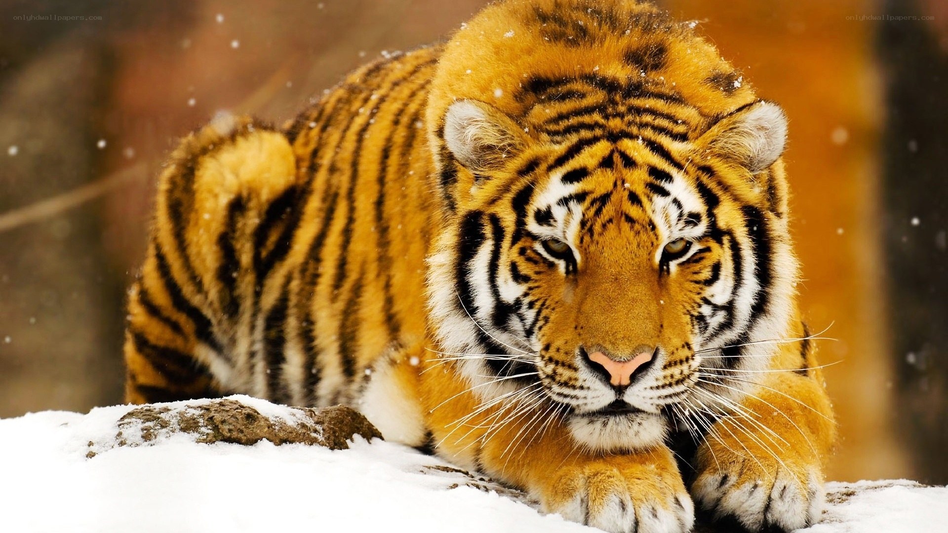 tiger in snowy landscape