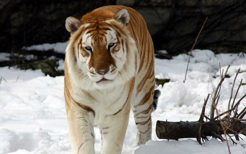 tiger in snowy landscape