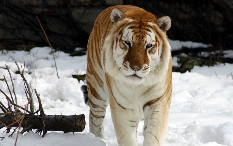 tiger in snowy landscape
