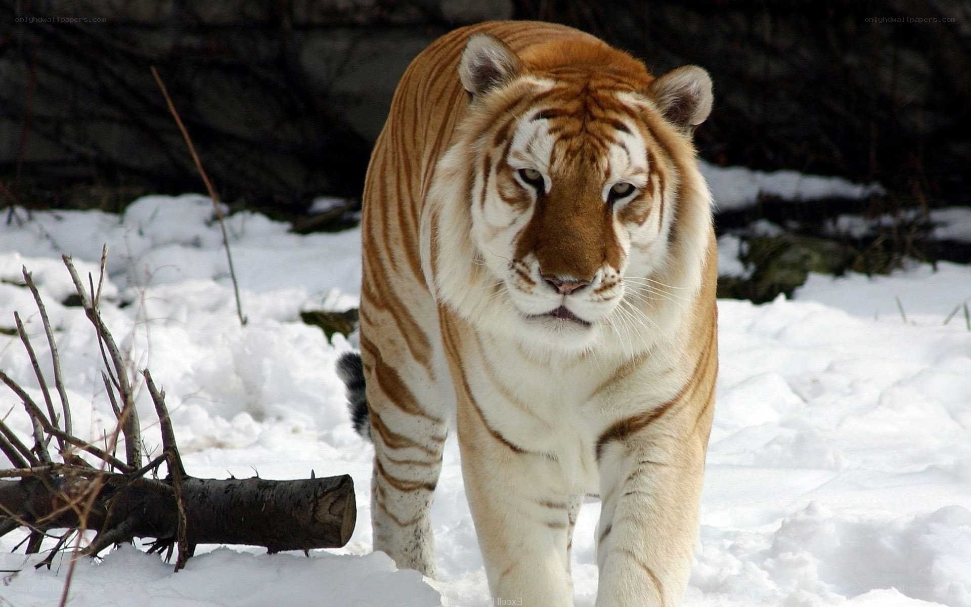tiger in snowy landscape