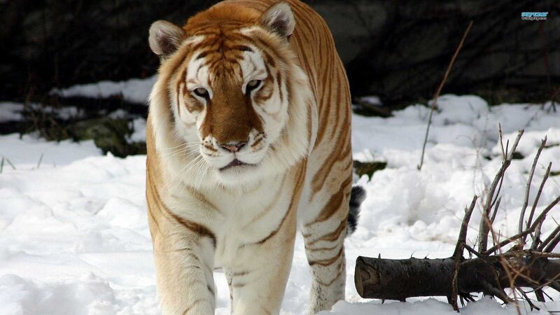 tiger in snowy landscape