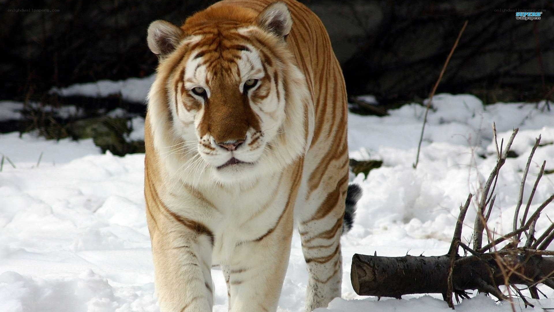 tiger in snowy landscape