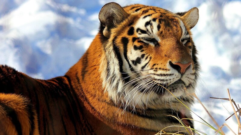tiger in snowy landscape