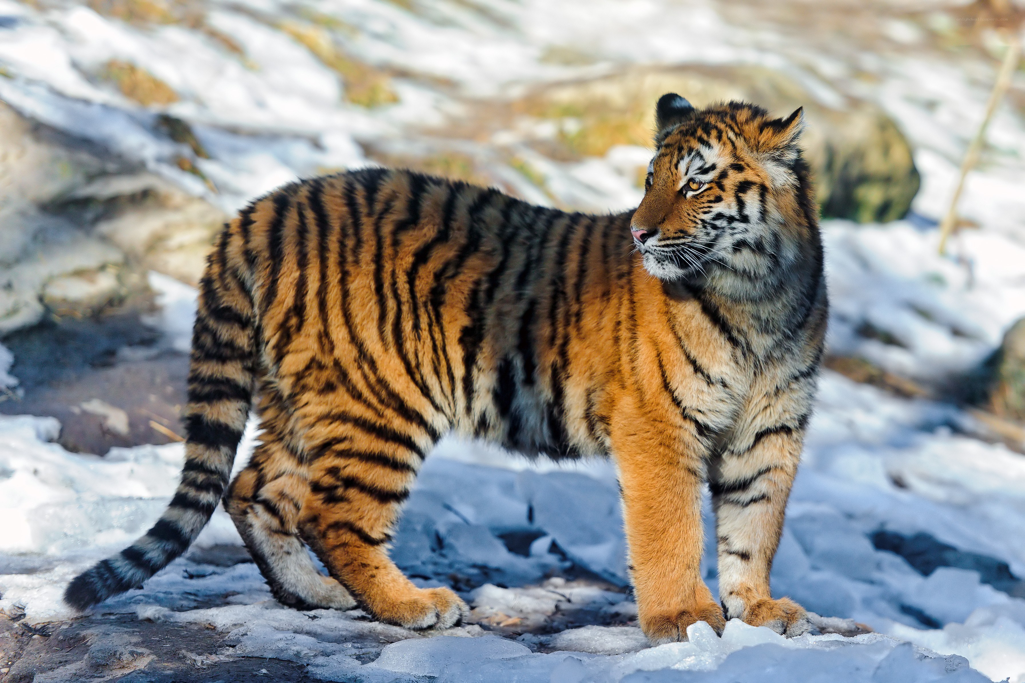 Tiger in snowy landscape