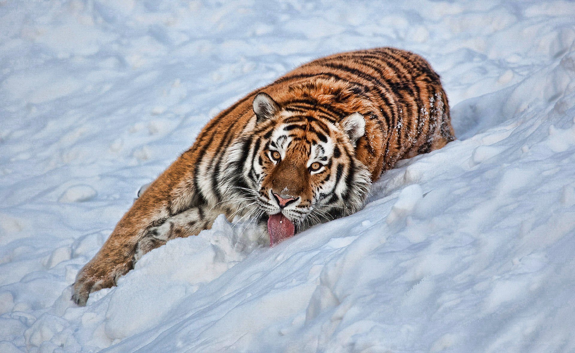 Tiger in snowy landscape