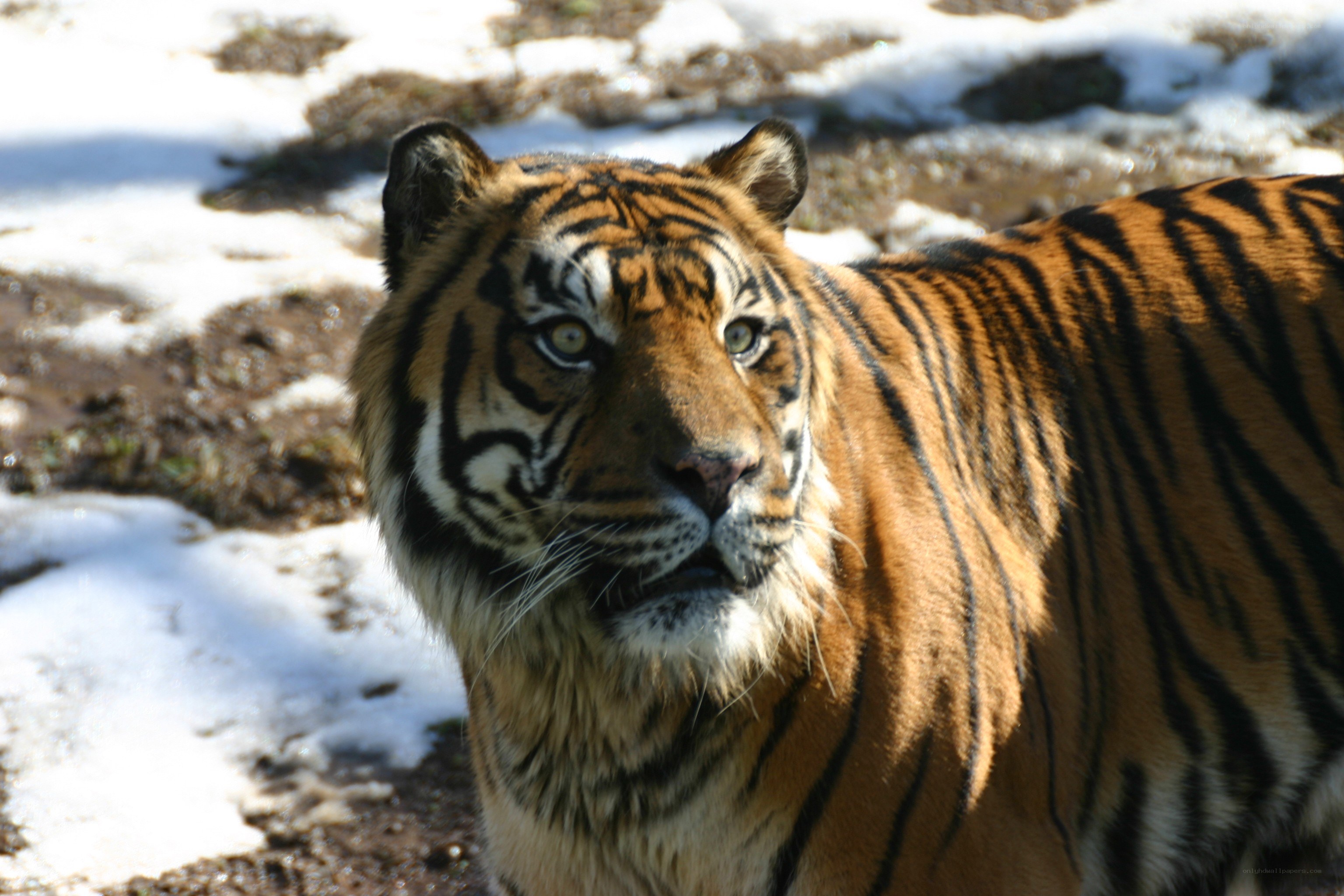 tiger in snowy landscape