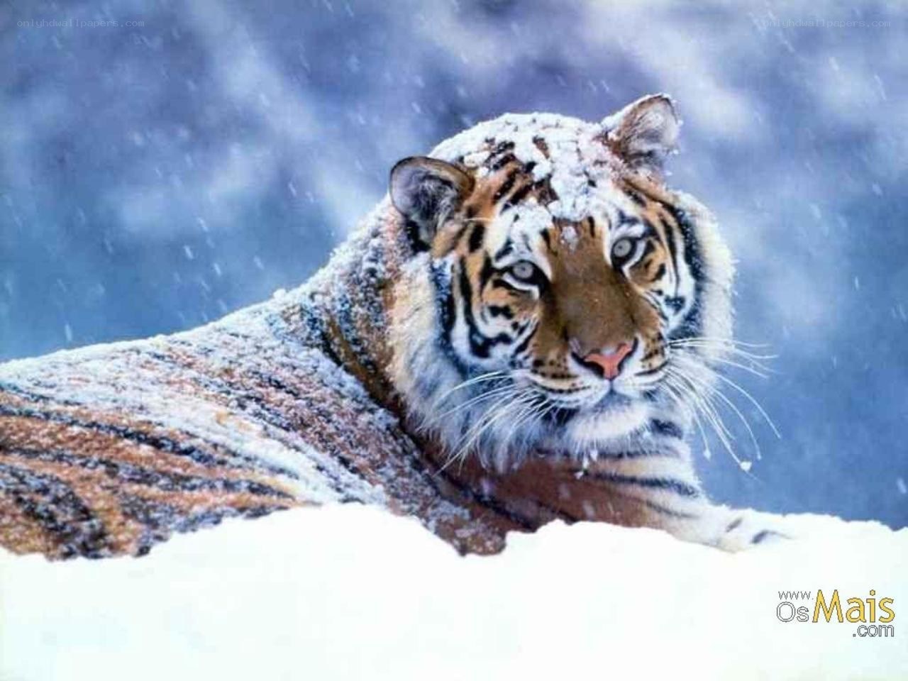 tiger in snowy landscape