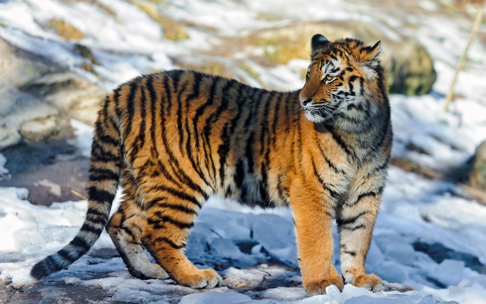 tiger in snowy landscape