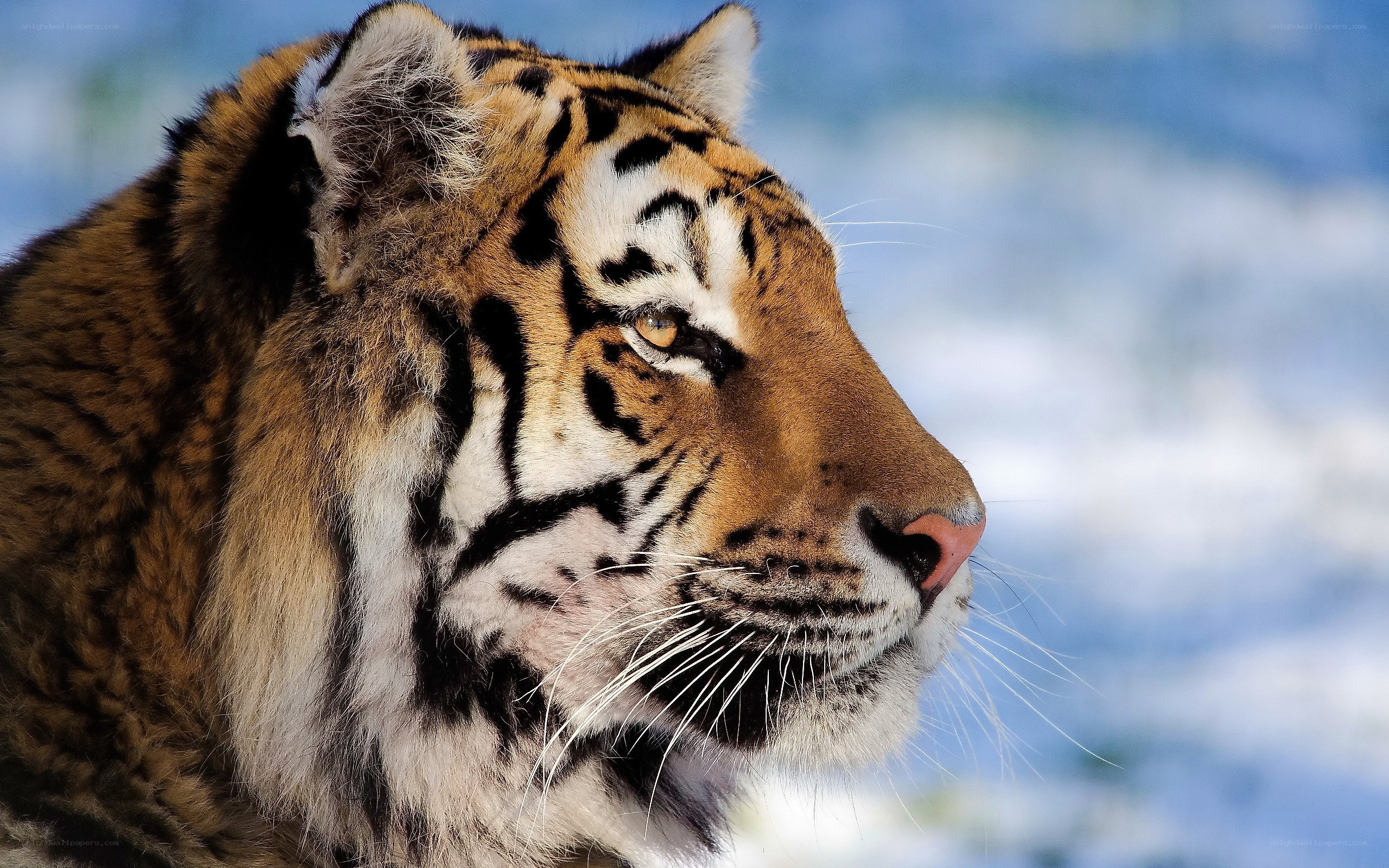 tiger in snowy landscape