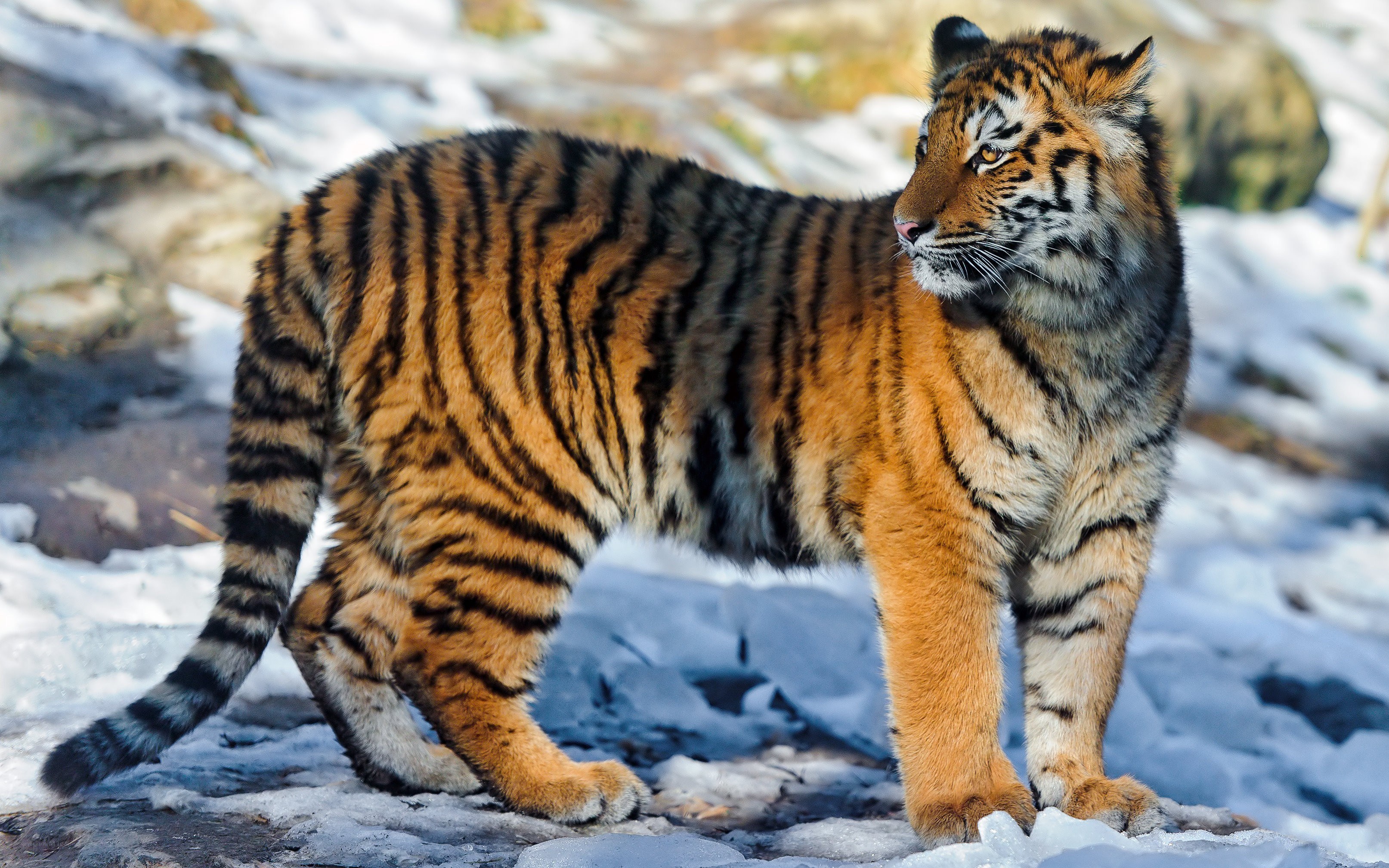 tiger in snowy landscape