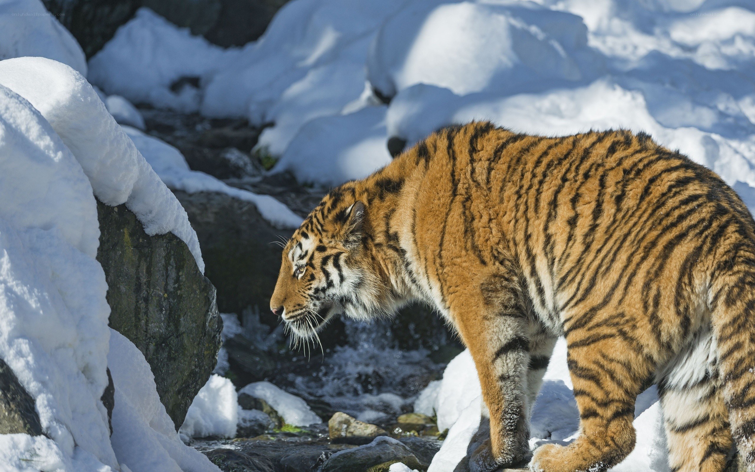 Tiger in snowy landscape