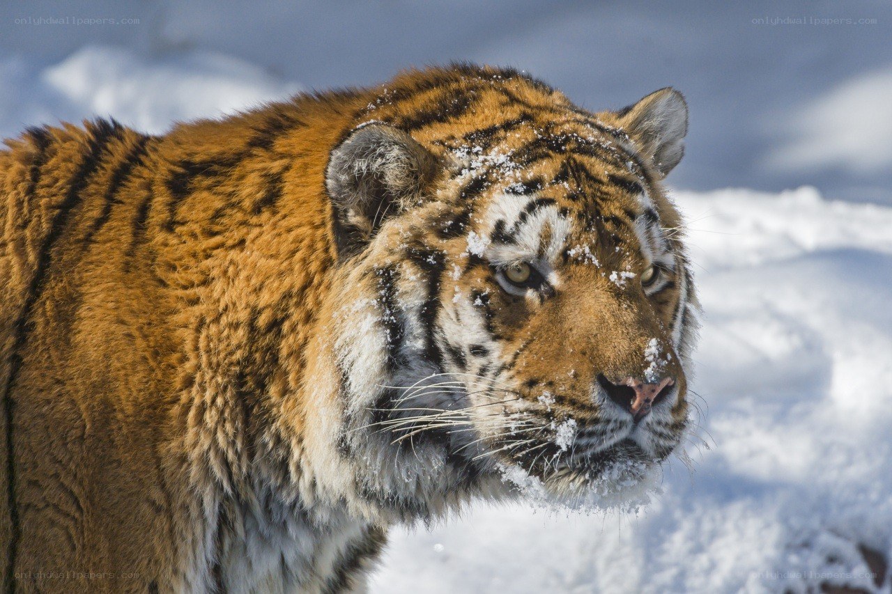 Tiger in snowy landscape