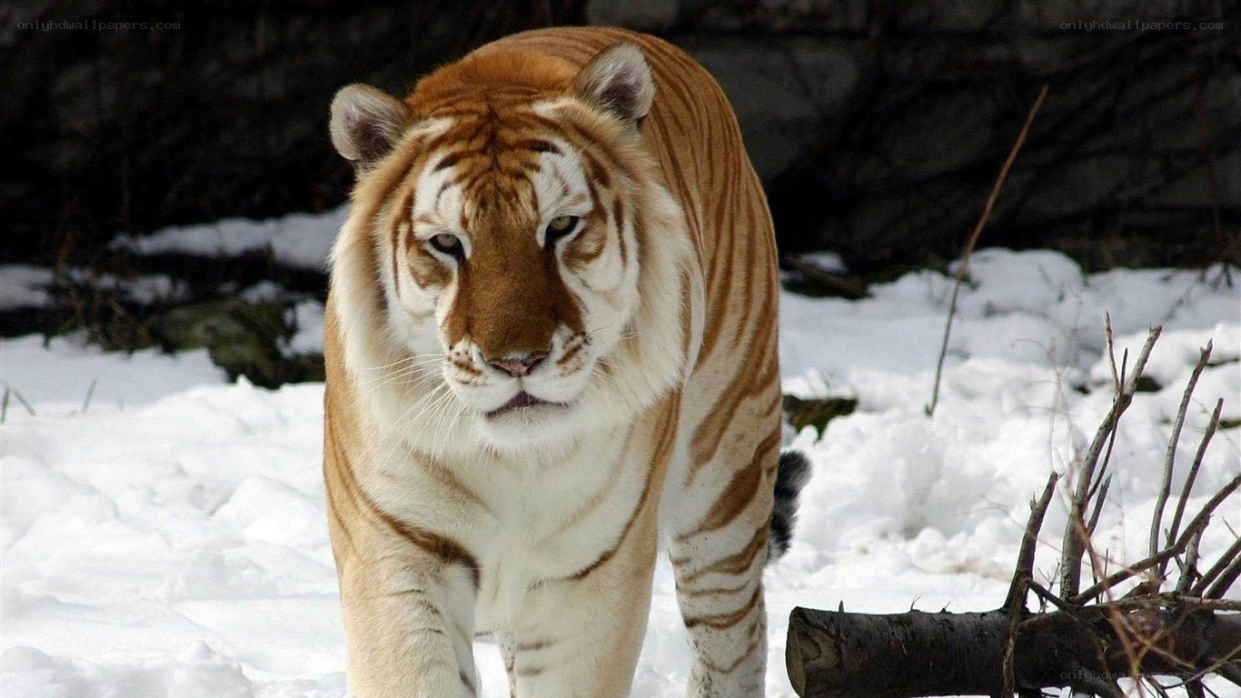 tiger in snowy landscape