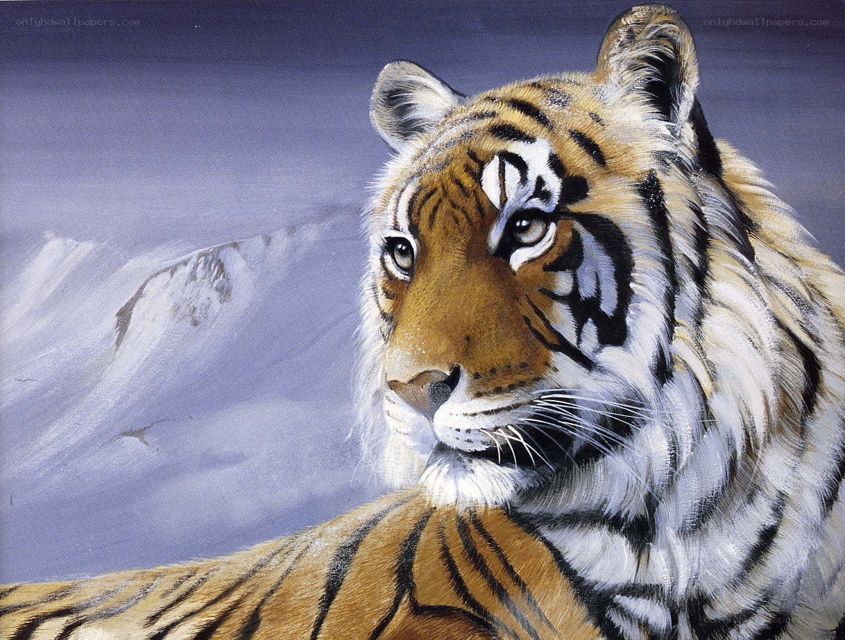 tiger in snowy landscape