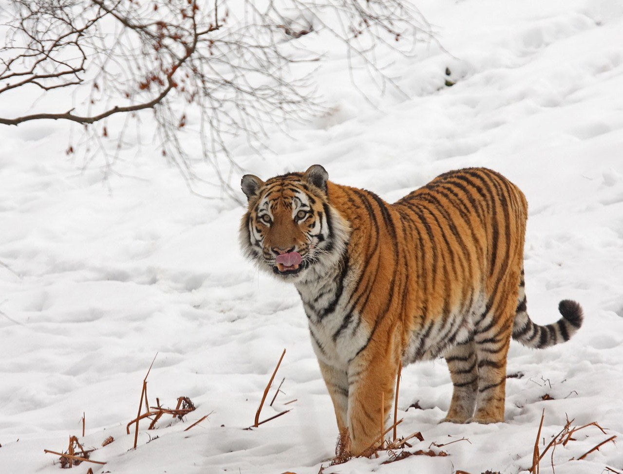 Tiger in snowy landscape