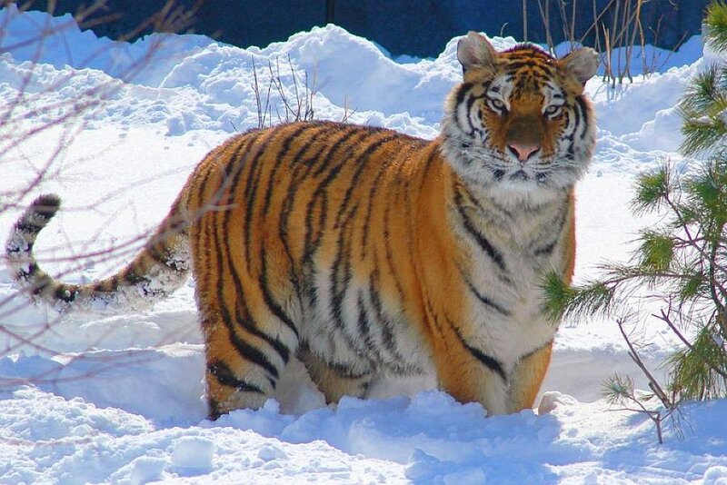 Tiger in snowy landscape