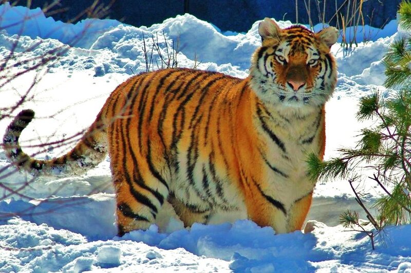 Tiger in snowy landscape