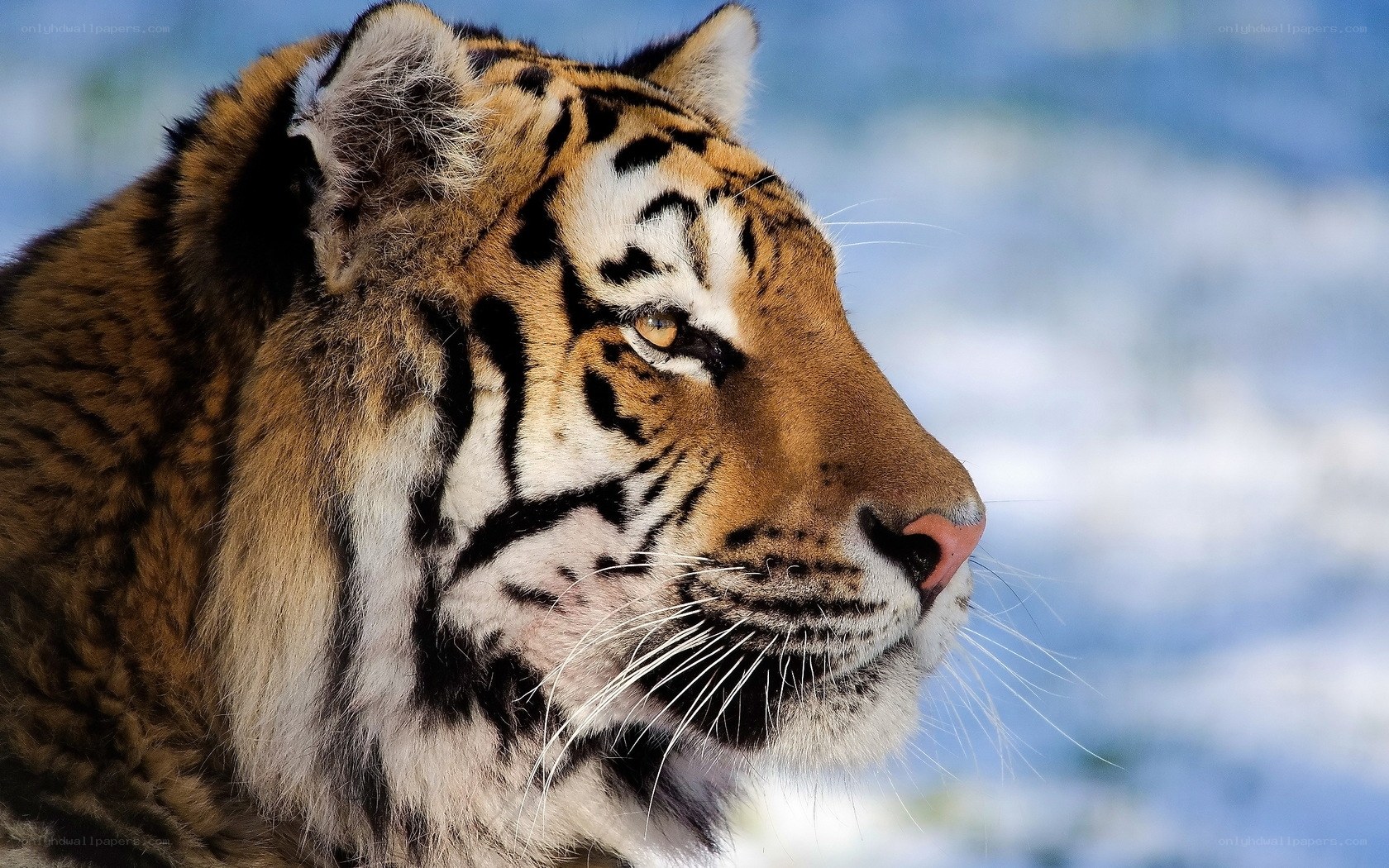 tiger in snowy landscape