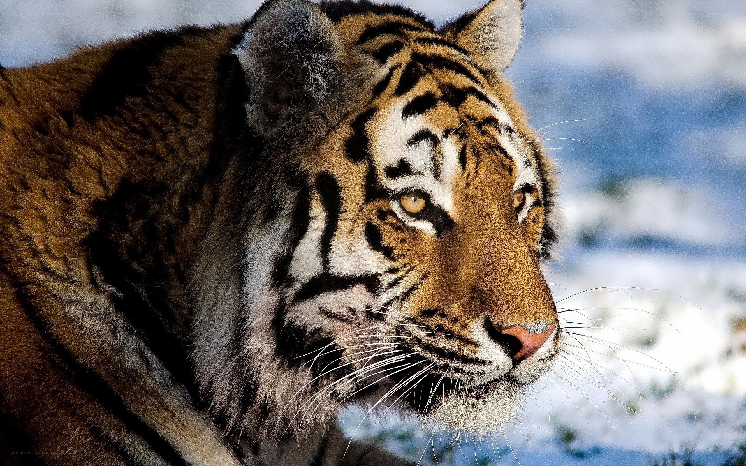 tiger in snowy landscape