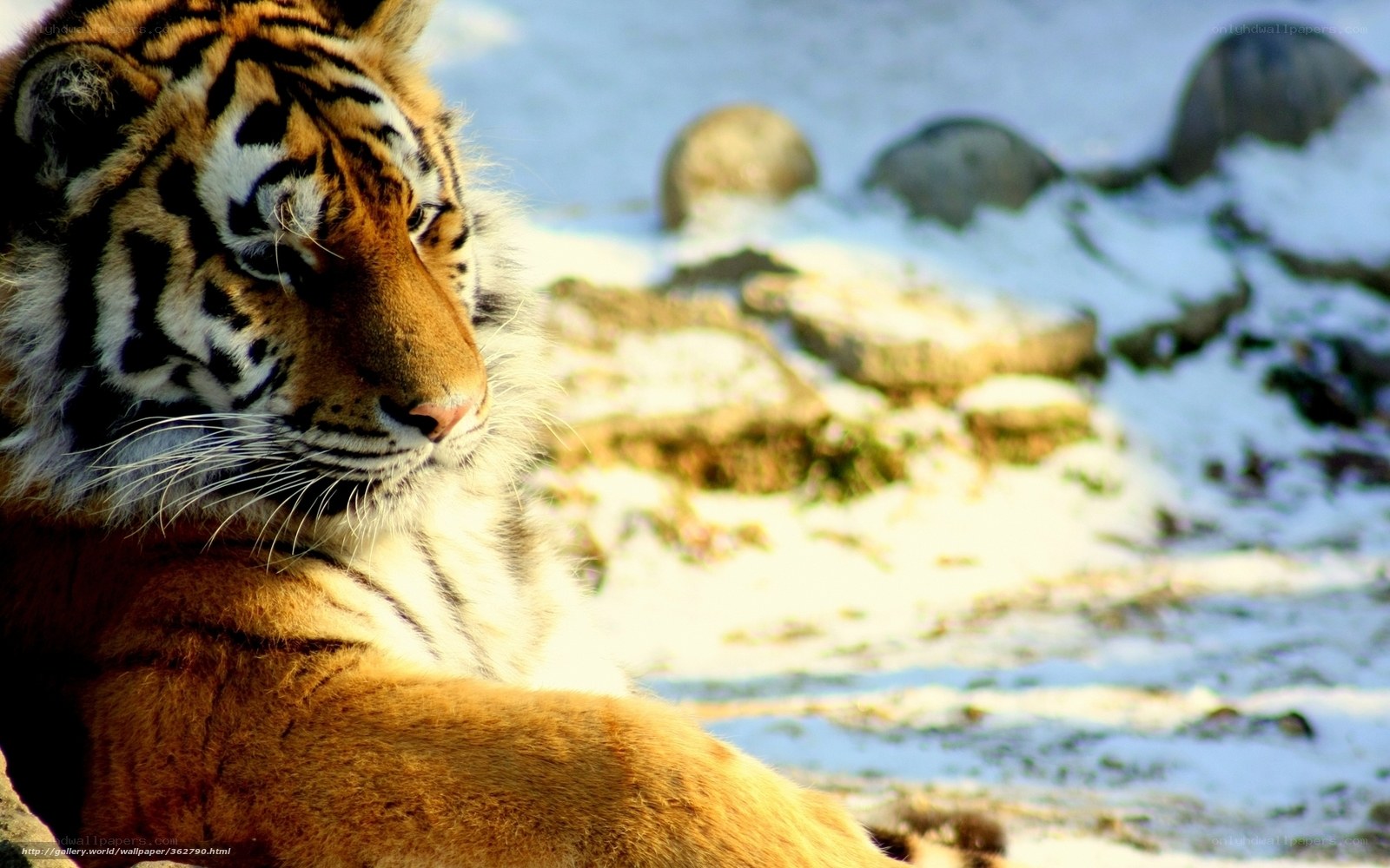 tiger in snowy landscape