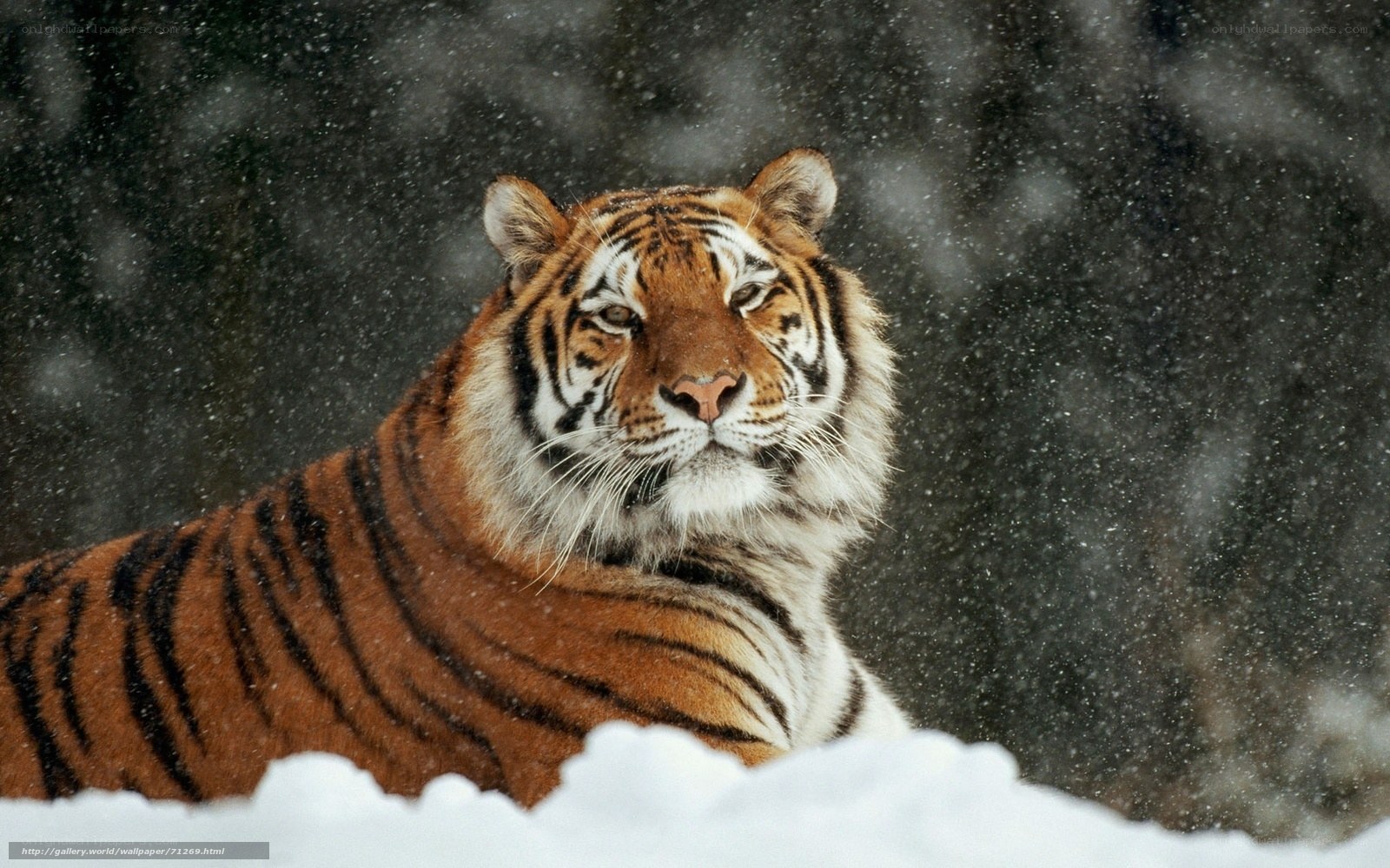tiger in snowy landscape