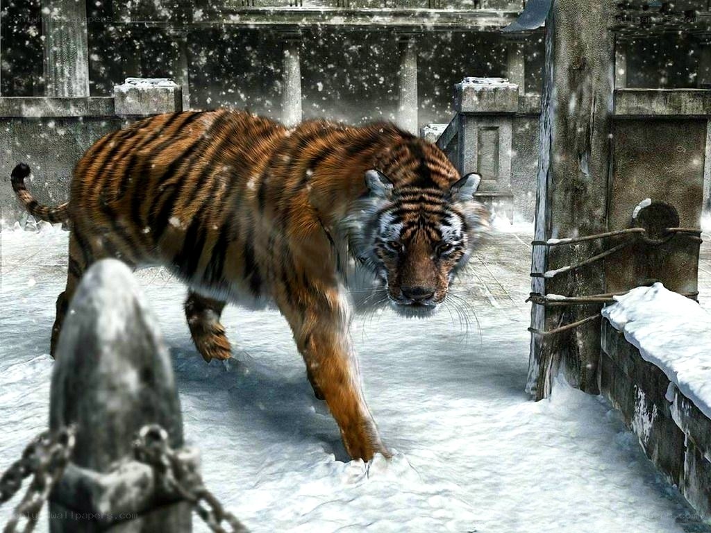 tiger in snowy ruins