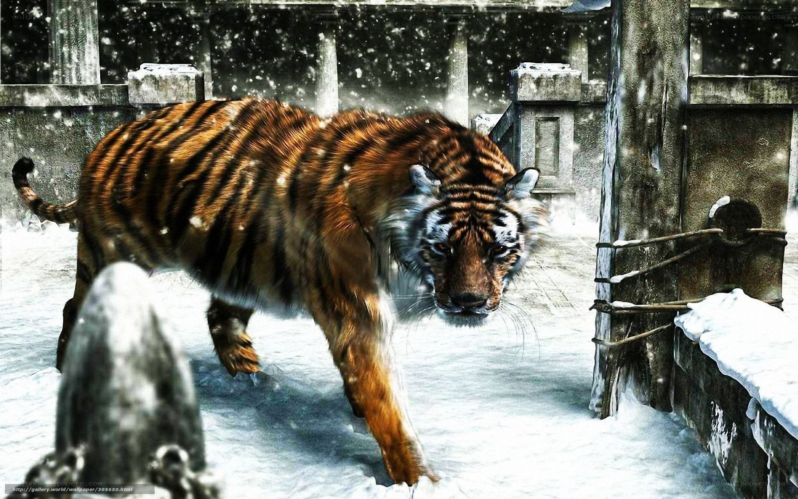 tiger in snowy ruins