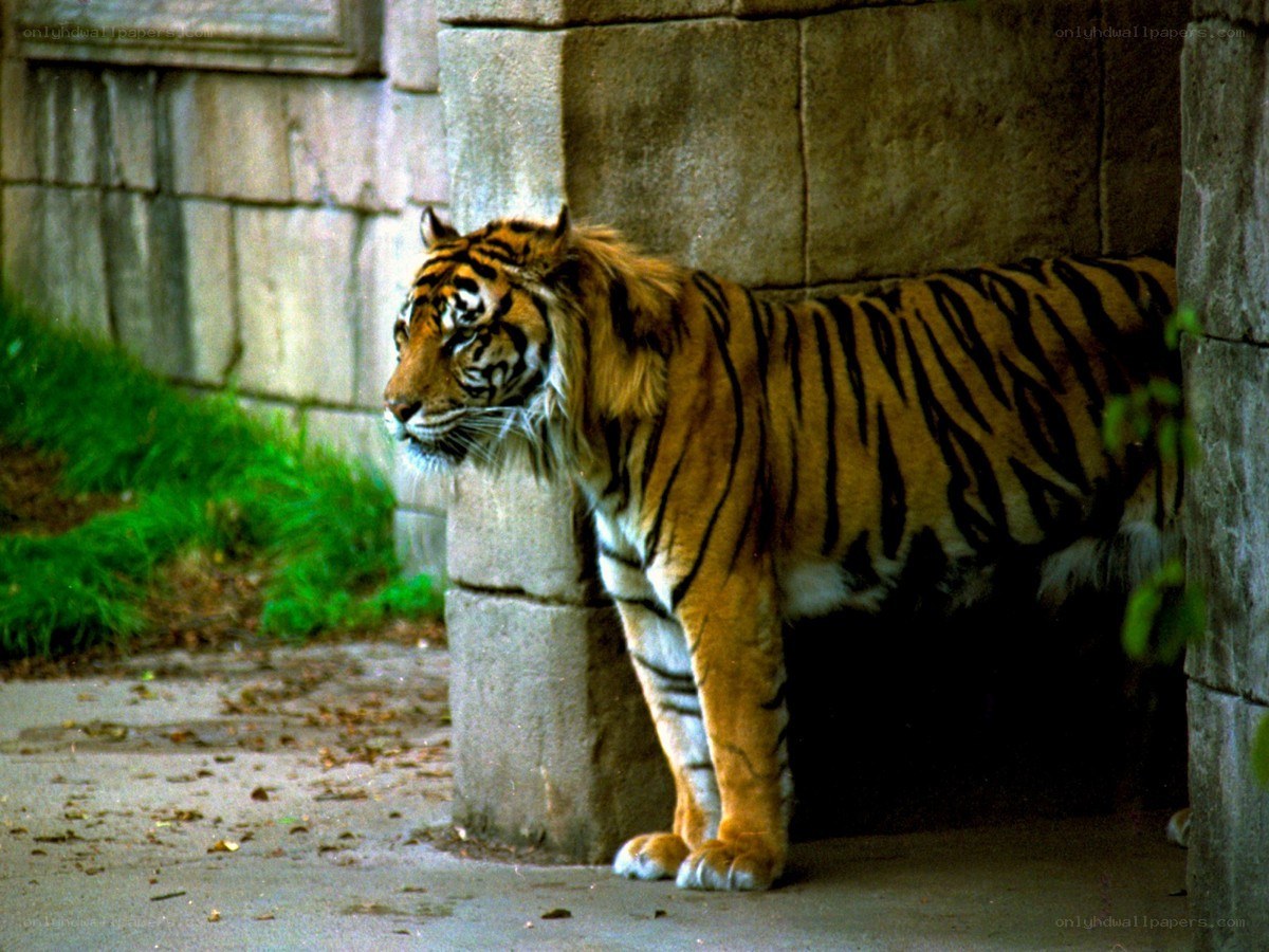 Tiger in stone enclosure
