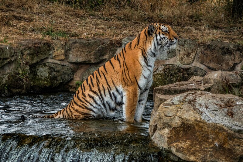 Tiger in Stream
