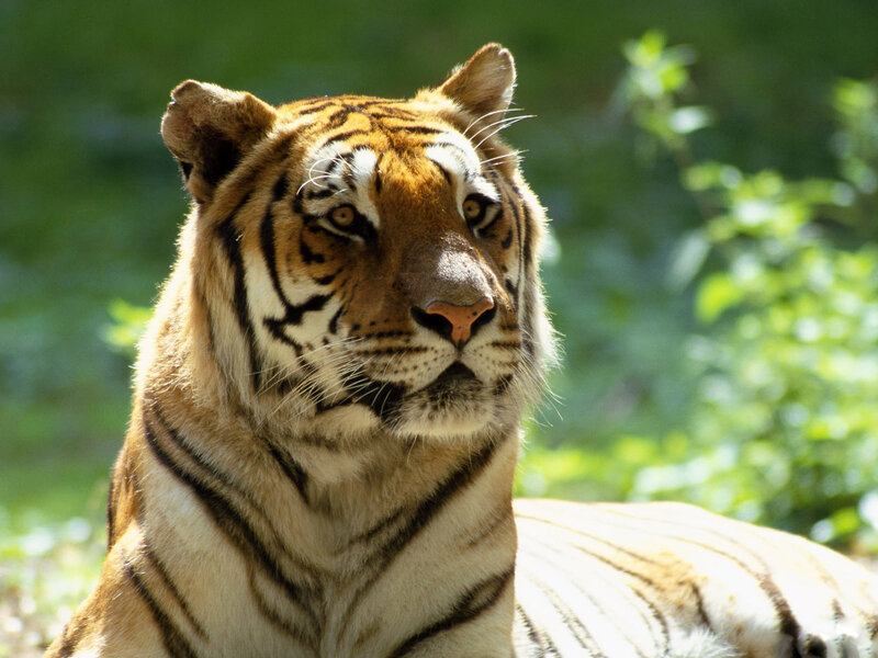 Tiger in Sunlight — Orange, Calm, Afternoon, Photograph