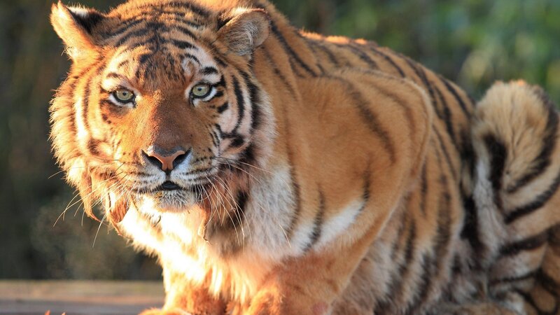 Tiger in Sunlight — Orange, Intense