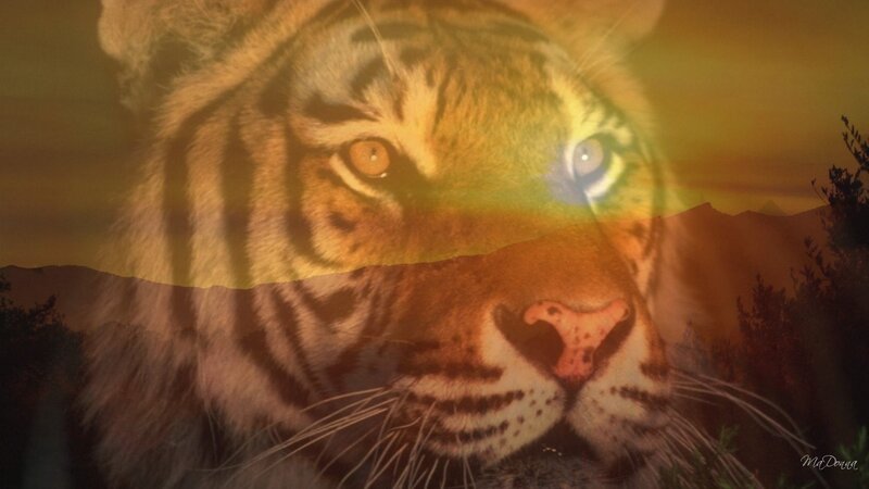 tiger in sunset landscape
